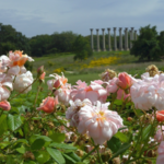 United States National Arboretum