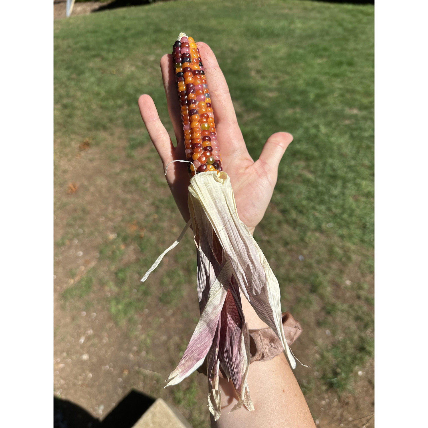 the most beautiful corn you'll ever see. It's pink!