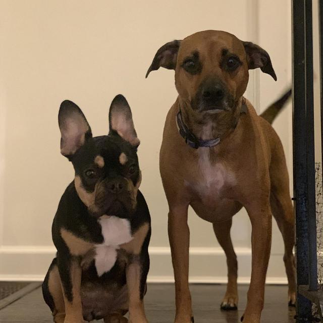 Extra extra puppy treats