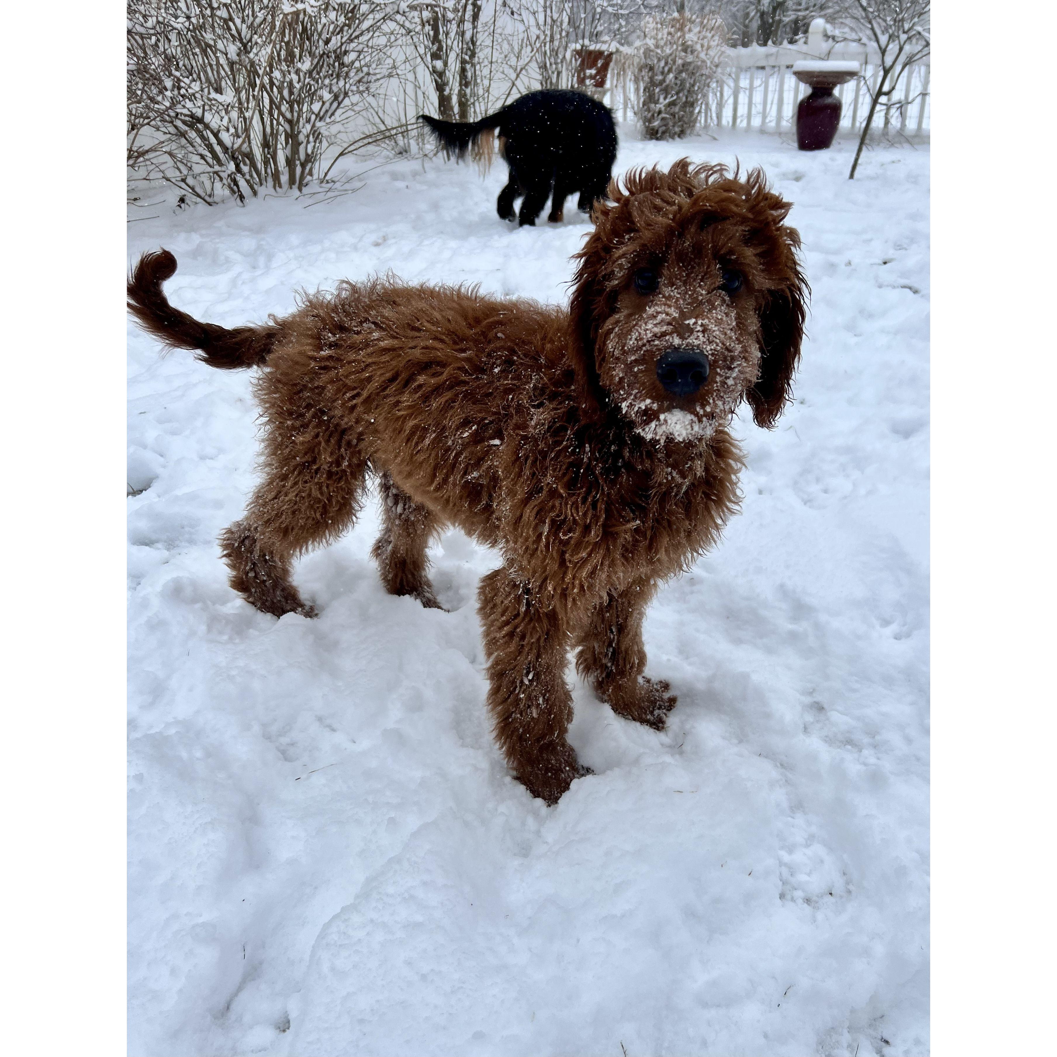 Finley's first snow.
