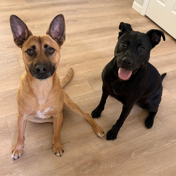 Our Dog Fund