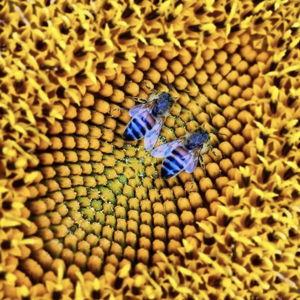 Bees, Plants, Trees, & Flowers!