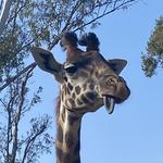 San Diego Zoo Safari Park