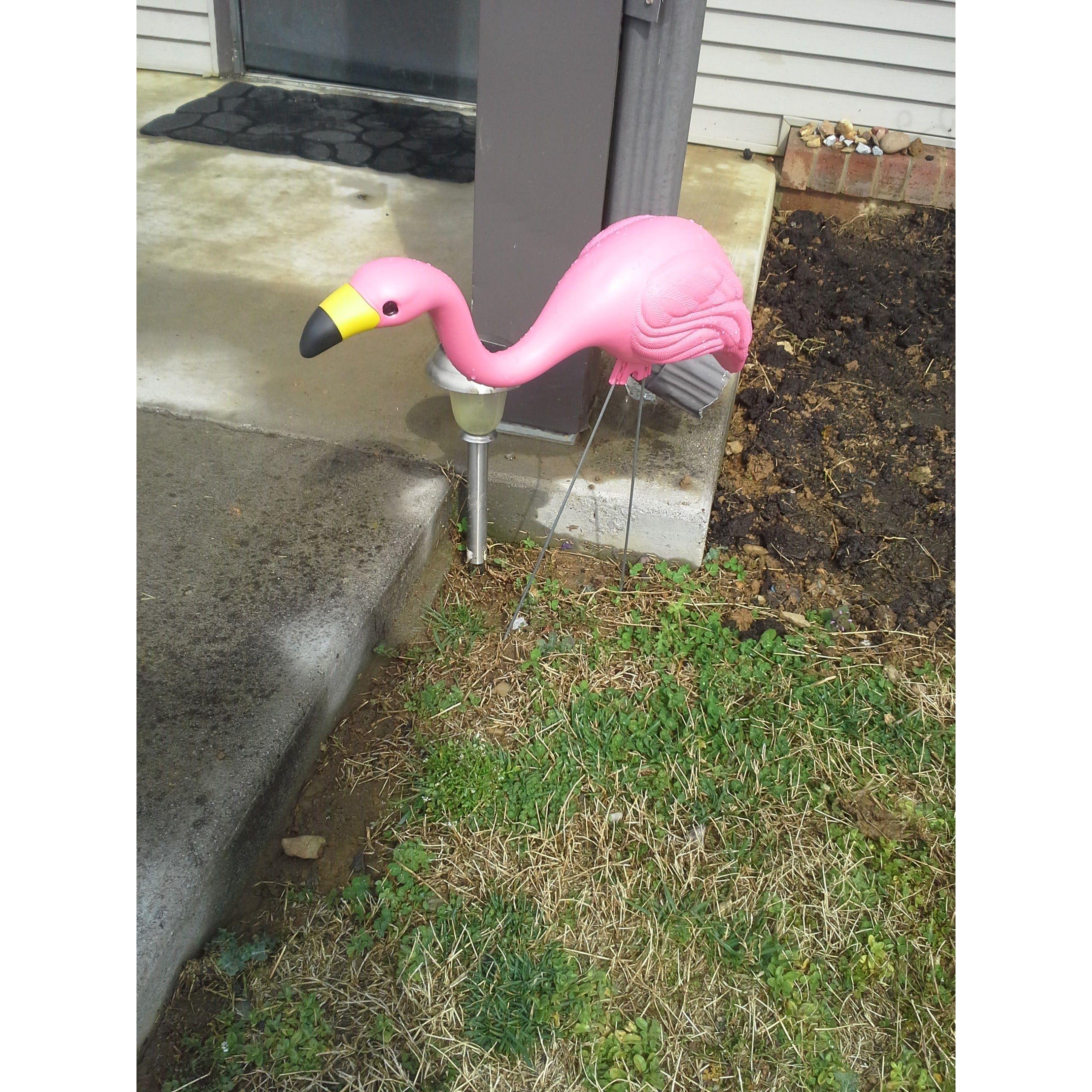 The first flamingo