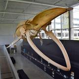 Beaty Biodiversity Museum