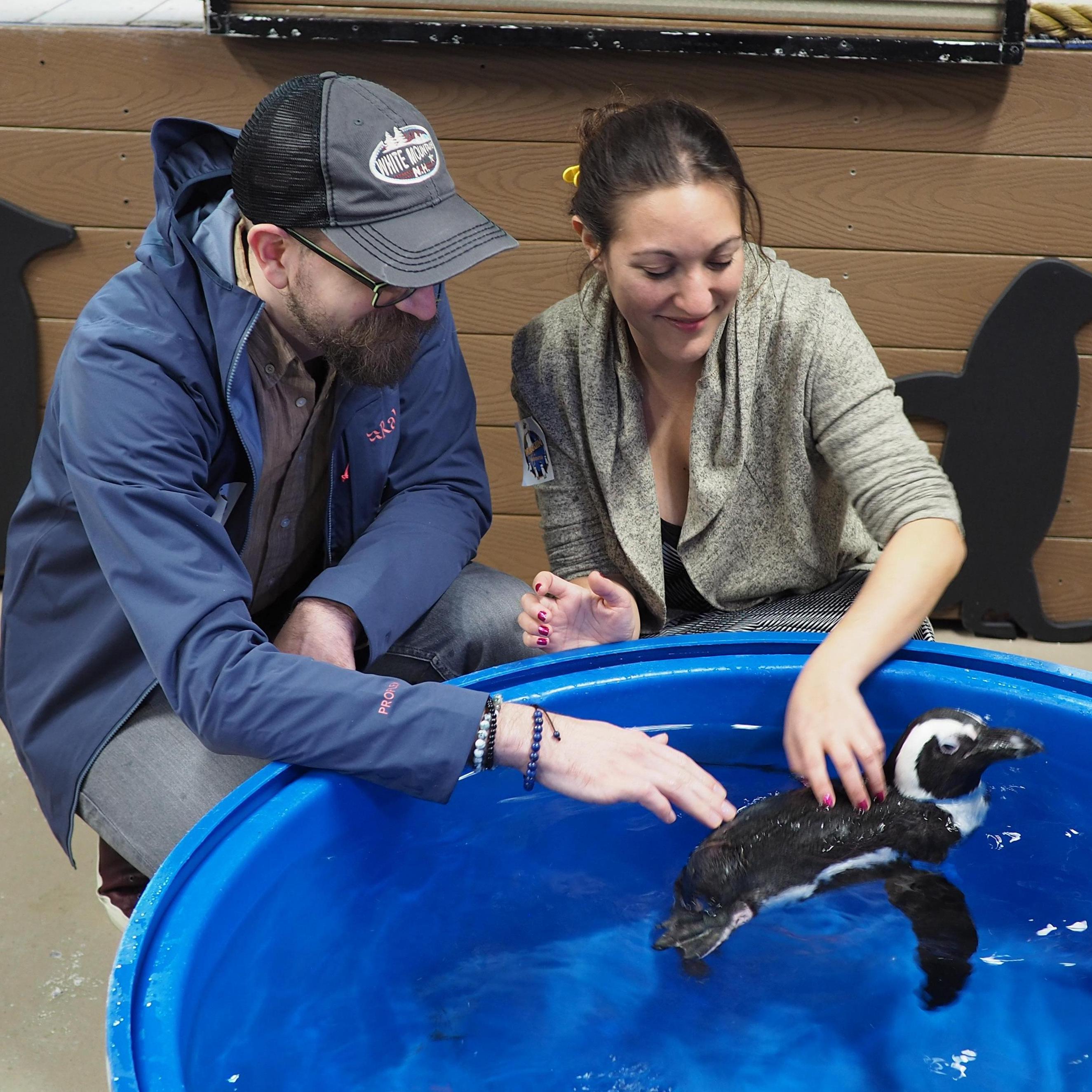 Did you know that "Love" in Penguin is "Squawk"? Also, penguin kisses smell like sushi.