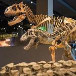 Natural History Museum of Utah