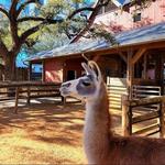Houston Zoo