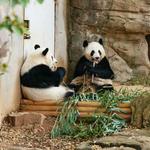Zoo Atlanta