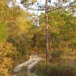 Withlacoochee State Trail