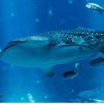 Georgia Aquarium