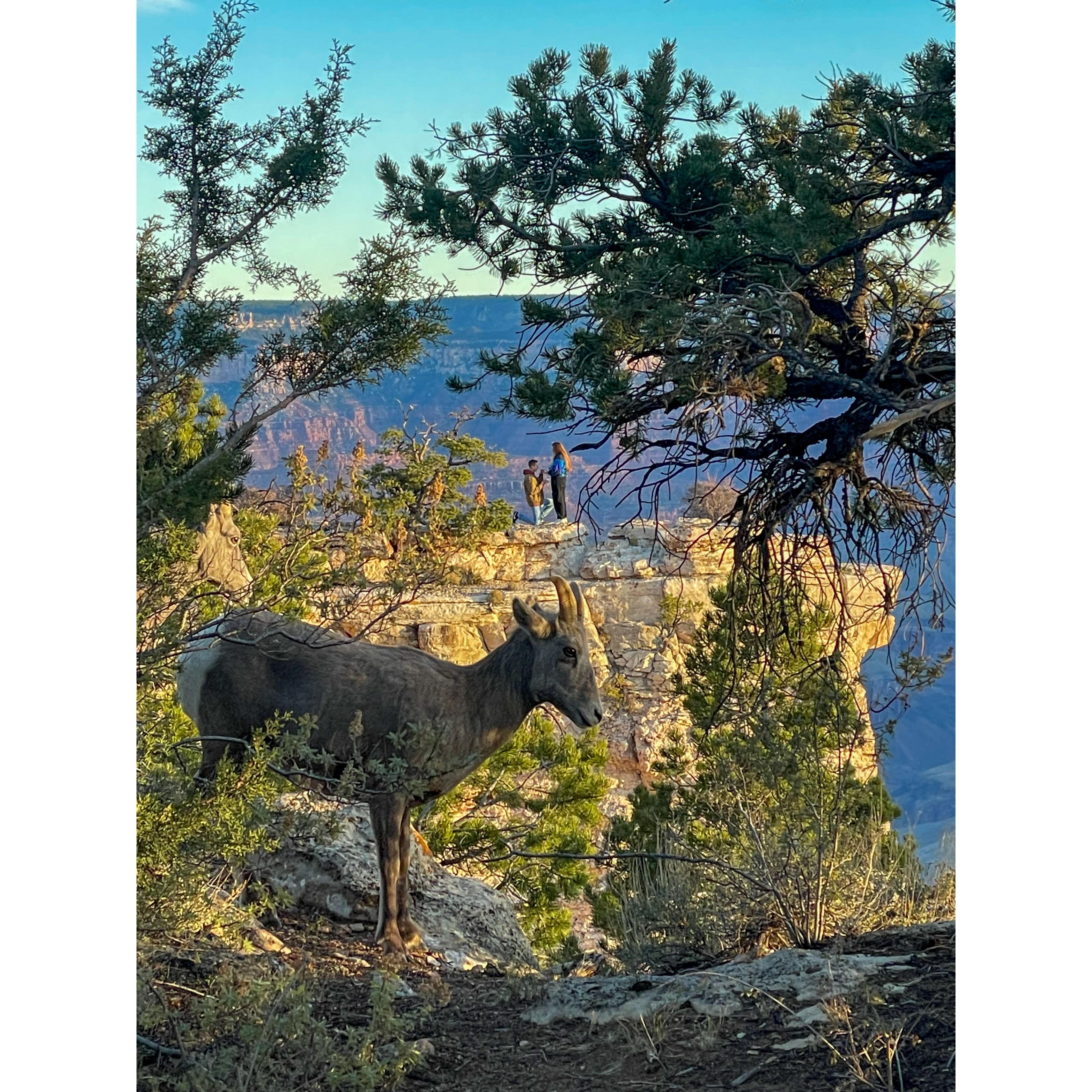 A photo from a stranger of when Dan was proposing 2024! Yes, the goat is real