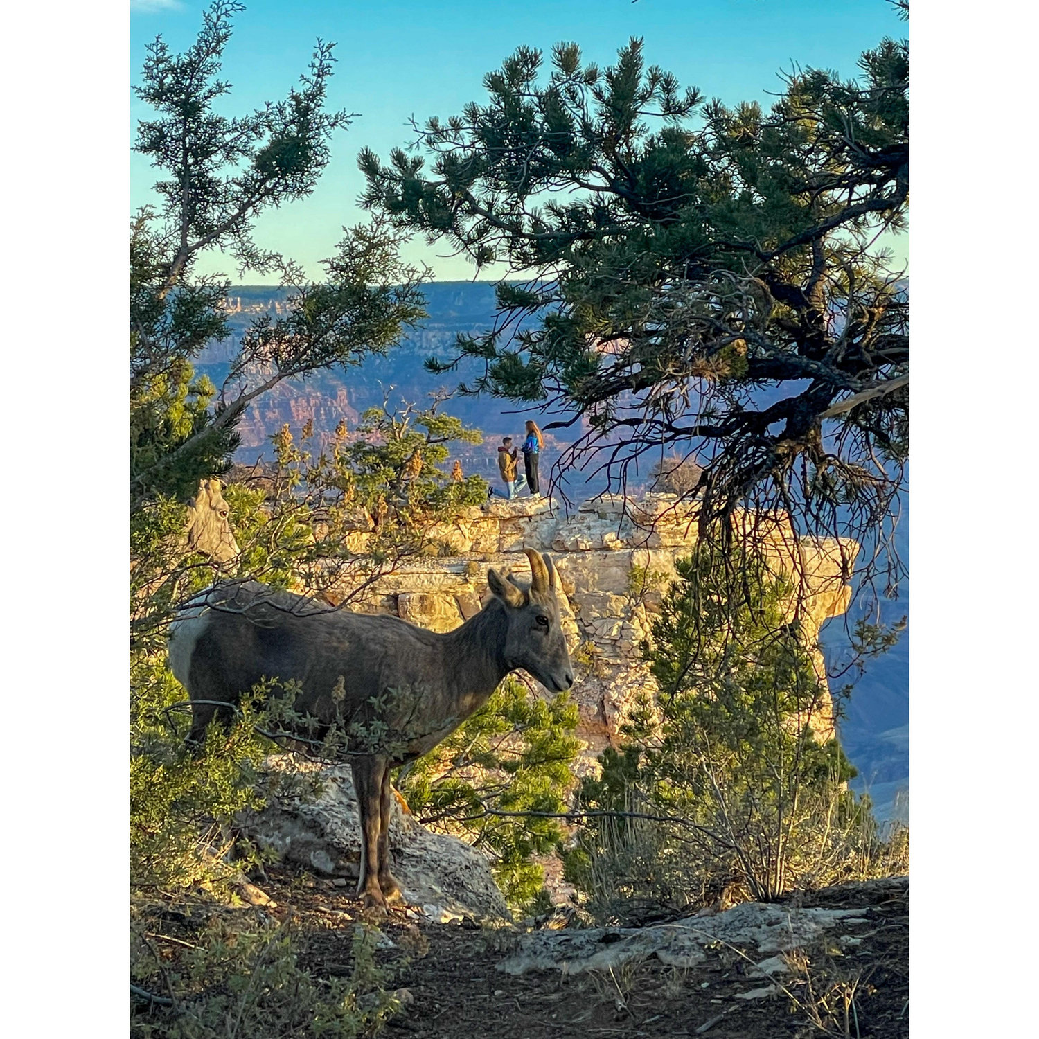 A photo from a stranger of when Dan was proposing 2024! Yes, the goat is real