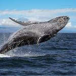Whale Watching