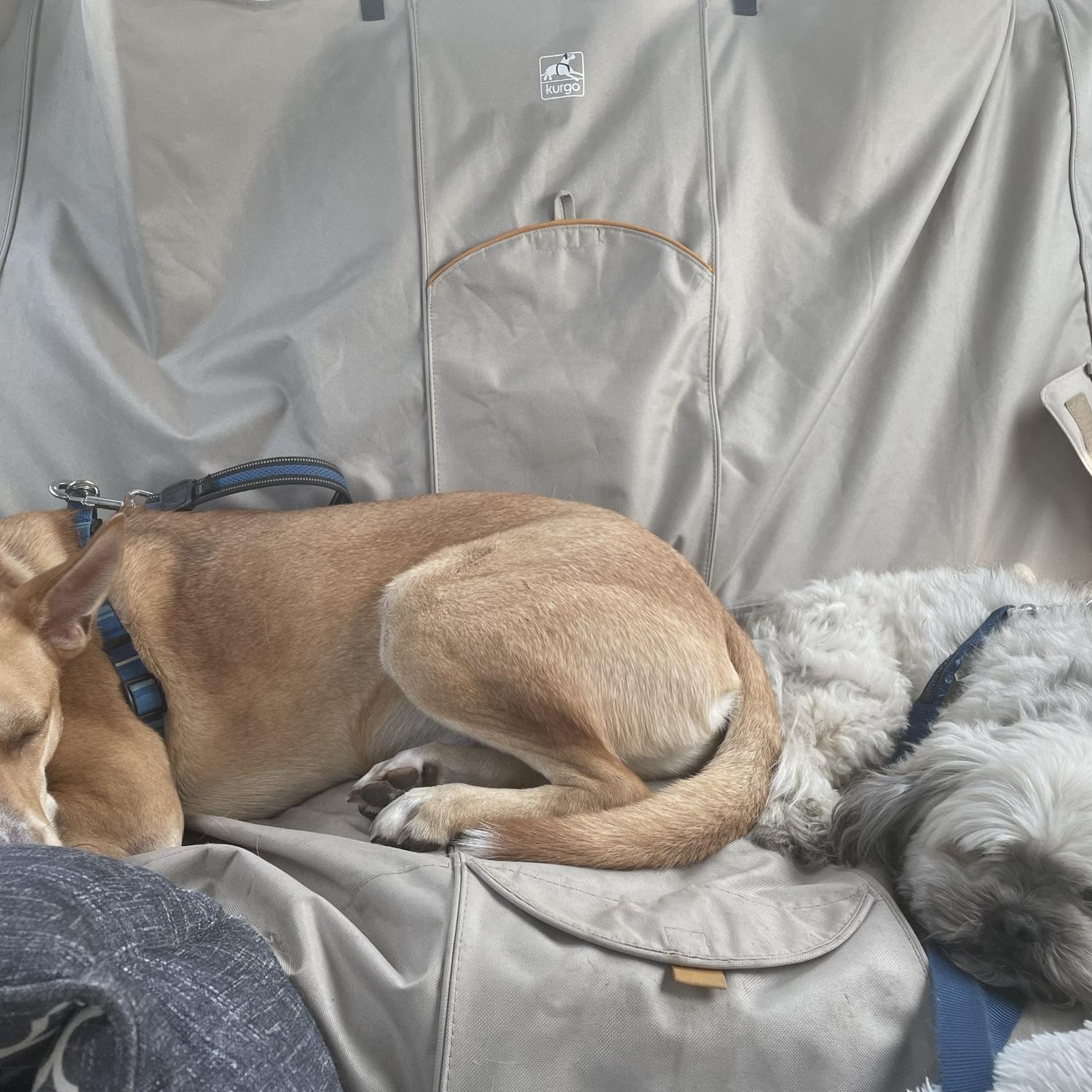 August 2021. Somewhere between VA and TX. Dallas (Tia's family dog) and Tan start to bond as we trek across the country to move to Austin.