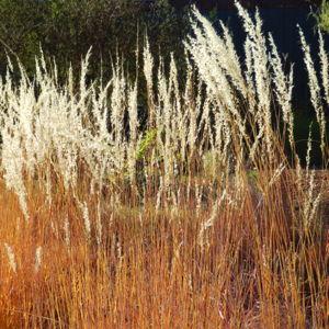 Plants of the Southwest Gift Card