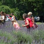 Evergreen Lavender Farm