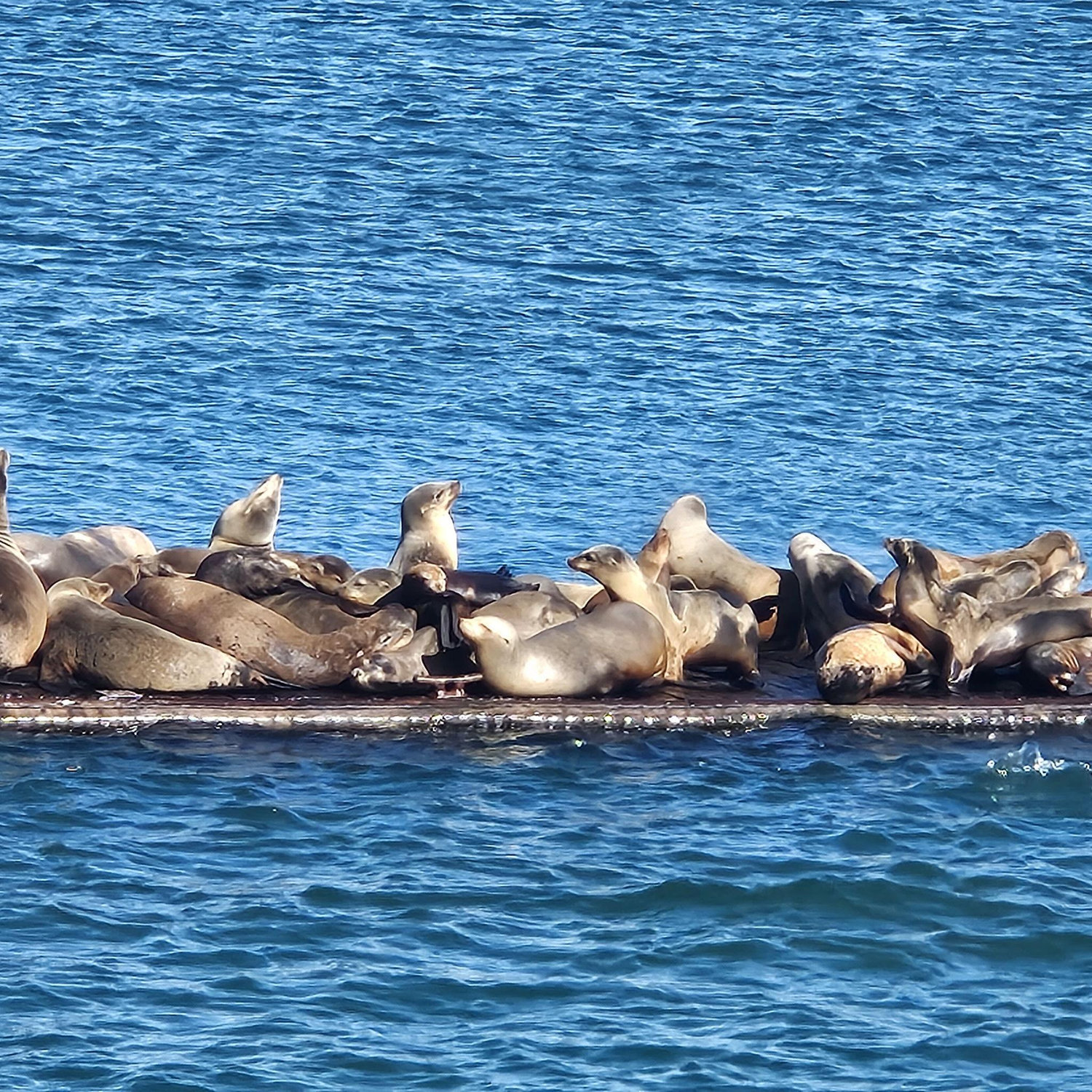 10/12 Seal viewpoint from the pier