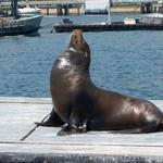 San Diego Harbor Cruise