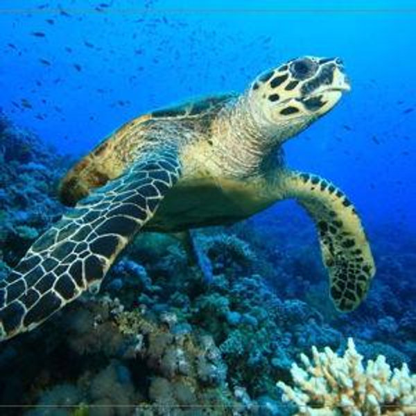 Turtle Snorkeling for two