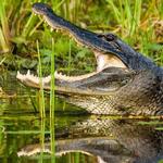 Grassy Waters Preserve