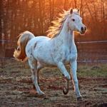 Barnyard Friends & Stables