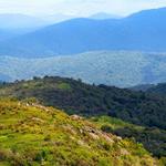 Black Balsam Knob