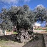 Olive Tree Museum of Vouves