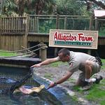 St. Augustine Alligator Farm Zoological Park