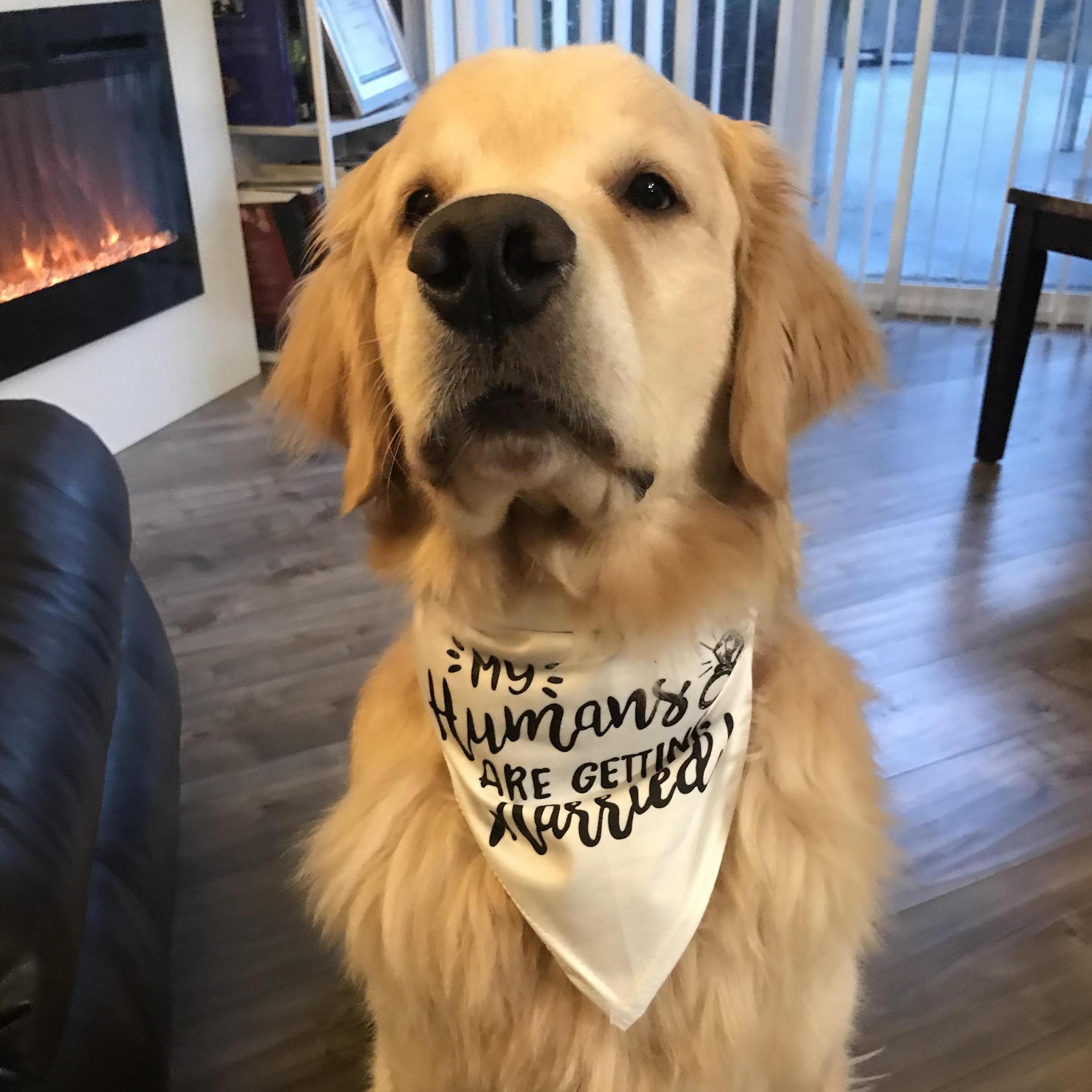 My humans are getting married!