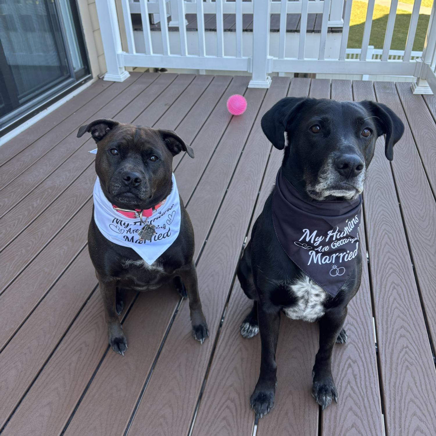 The dogs are so excited their humans are getting married.
