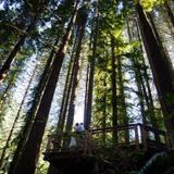 Hoyt Arboretum