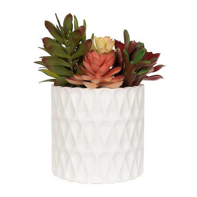 Multicolor Succulent