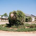 Piggly Wiggly - Midlands