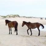 Corolla Wild Horse Tours