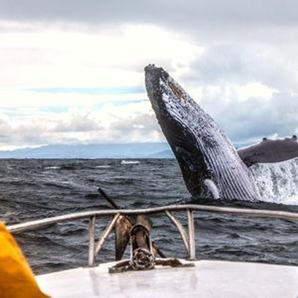 Whale Watching in the Azores