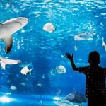 The Dallas World Aquarium