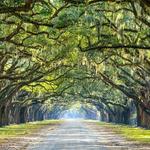 Wormsloe State Historic Site