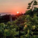 Azienda Vitivinicola Vitali
