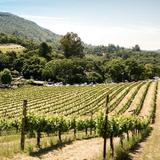 Alexander Valley Vineyards