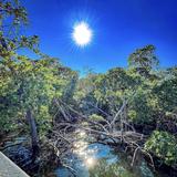 Mangrove estuary