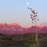 Organ Mountains
