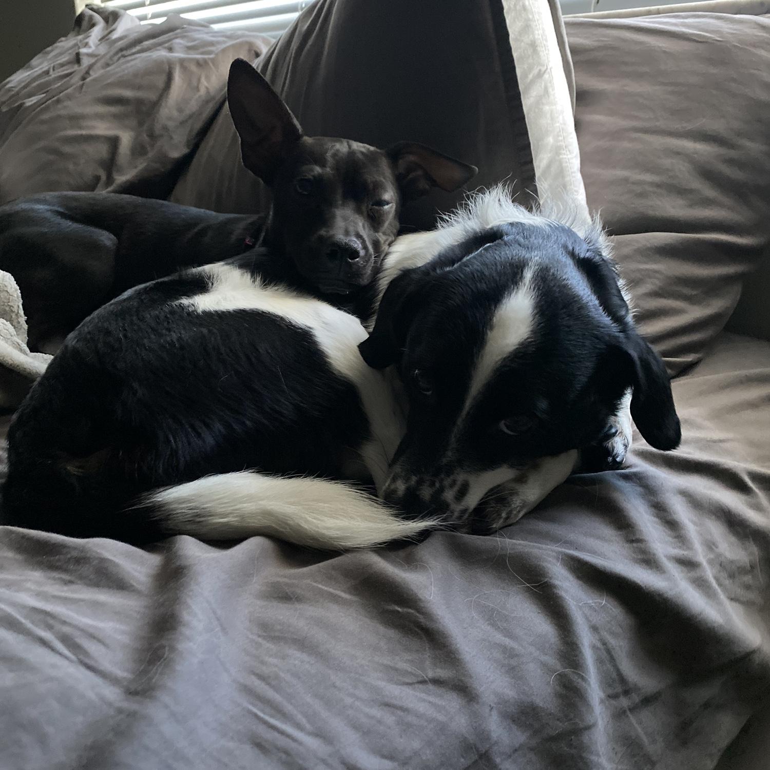 Snugglebugs