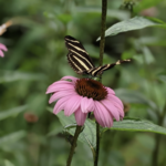 Sweet Briar Nature Center