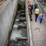 Ballard Locks Fish Ladder - Ballard