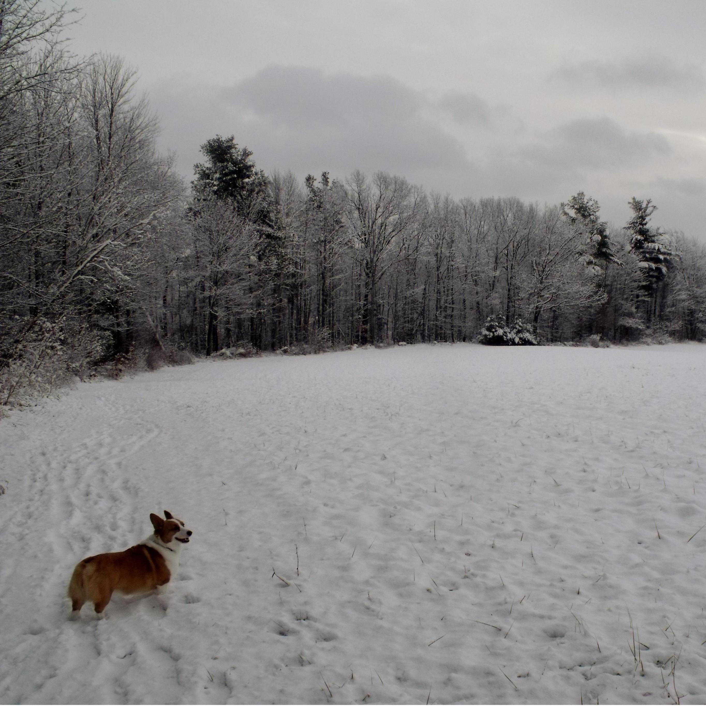 Winter walks at the Doyle Estate