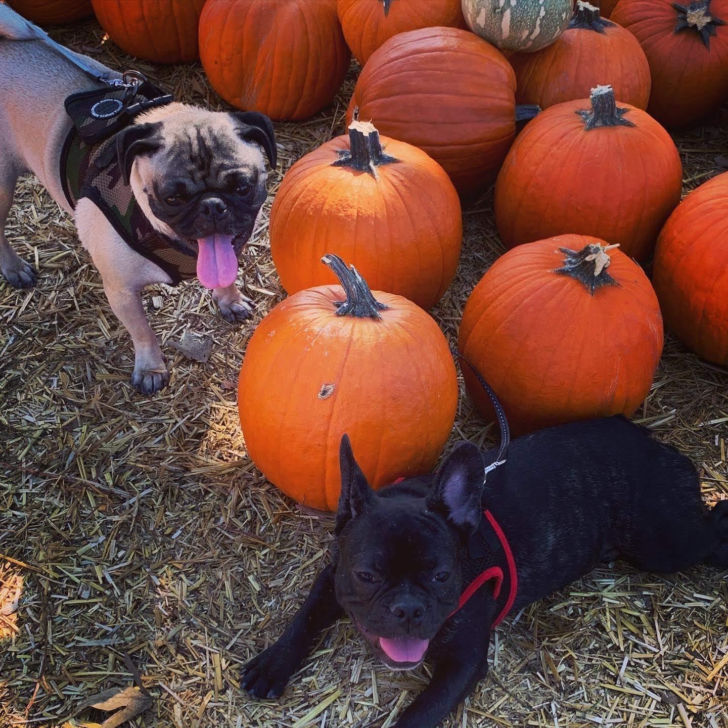 Pumpkin Patch with the pups 2019