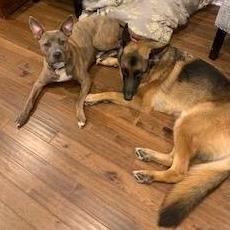 Shenzi and Lincoln, our fur babies!