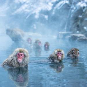 Honeymoon Fund: Day Trip to Snow Monkey Park