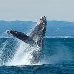 Cape Ann Whale Watch